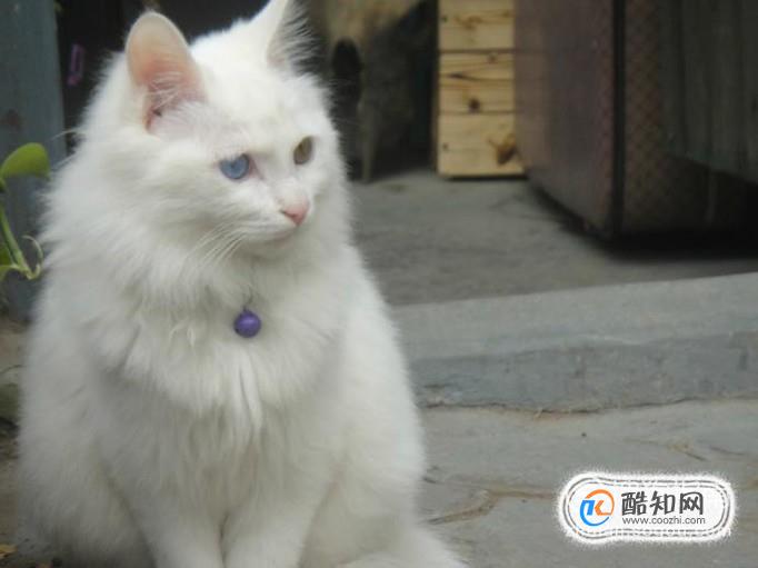 猫咪应该怎么吃鱼才健康?