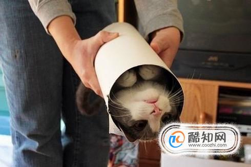 哪些行为会使主人失去猫咪对自己的信任