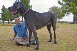 巨型犬排名，2.2米巨犬比人还高大