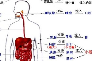 消化系统的组成在初中就学了 至今记忆犹新吧