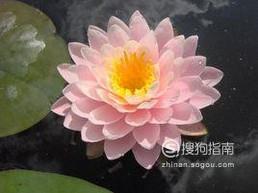 荷花的种植时间