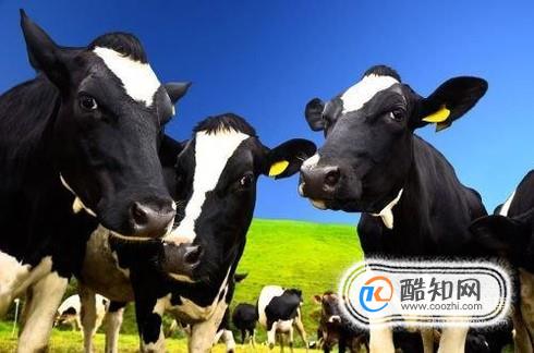 奶牛为什么会一直产奶？
