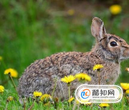 野兔肉有哪些营养价值？