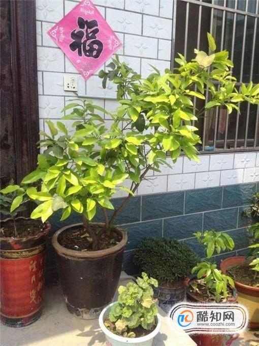 柚子树叶子发黄怎么办