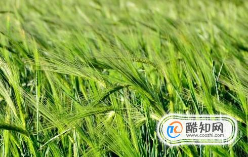 西藏人饮食特点与禁忌