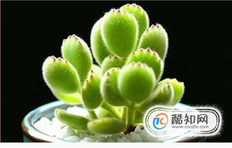 熊童子怎么繁殖