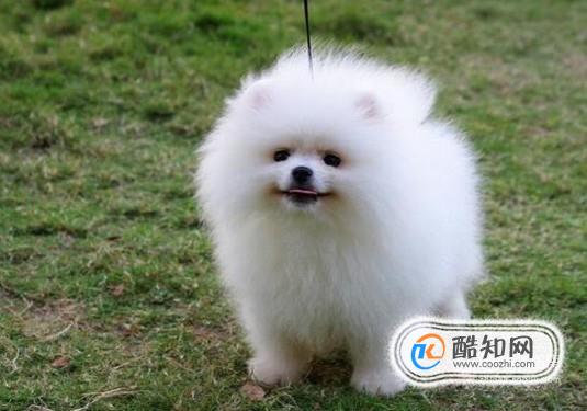 女生为什么不能养博美犬