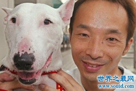 人面犬指的是一种长得像人的狗 实在是神奇啊