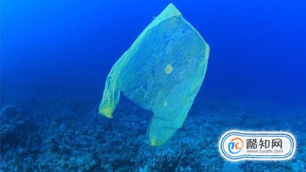 垃圾对海洋生物有哪些影响