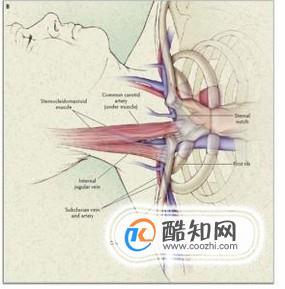 锁骨下静脉穿刺操作方法与步骤