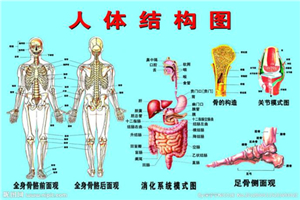 人体器官分布图介绍 五脏六腑的位置都在哪