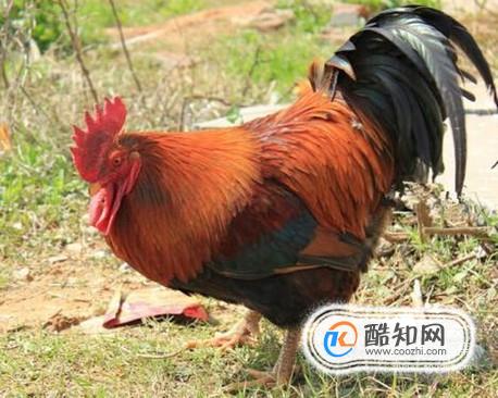 如何喂养草鸡下蛋多