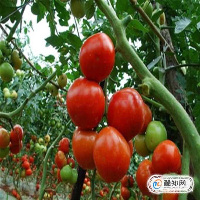 夏天多吃哪些蔬菜好？