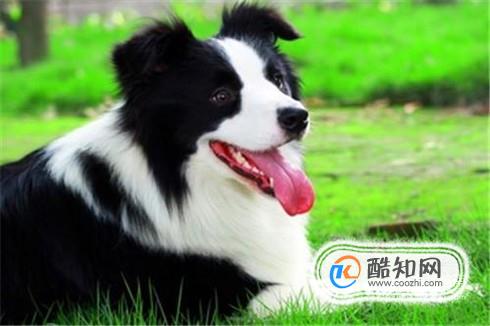 边境牧羊犬怎么训练？