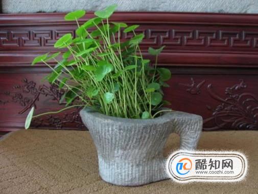 哪些盆栽植物适合养在家中？