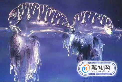 泰国海滩为何突然出现大量可致死剧毒水母