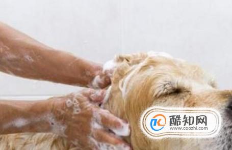 狗狗洗完澡怎么快速弄干毛 狗狗洗澡吹干方法