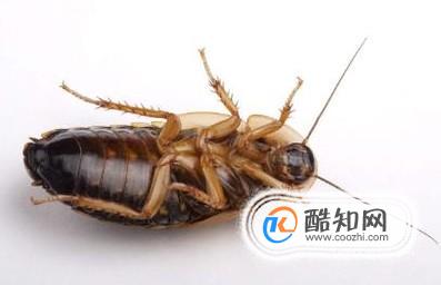 如何防止蟑螂爬到床上