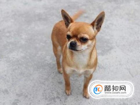 狗狗被偷了怎么办