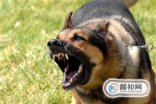 遭遇恶犬怎么办？被恶犬咬后如何解除危机？