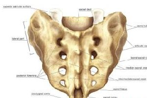 骶骨你不认识那你知道穷骨么这个部分很重要哦