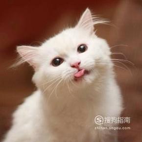 猫为什么总是吐舌头，猫一直吐舌头是生病了吗？