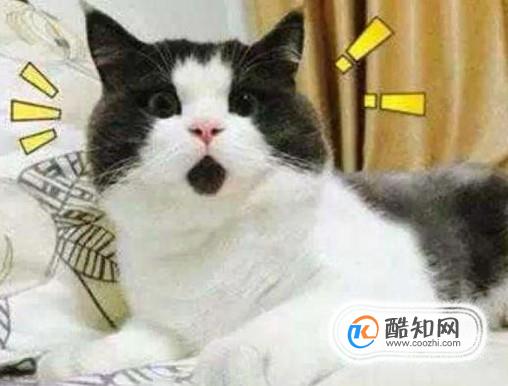 给猫猫起名字的学问