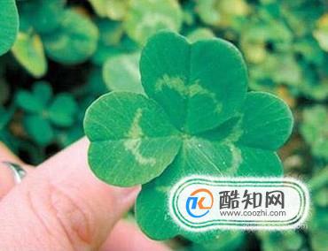 四叶草的含义大全