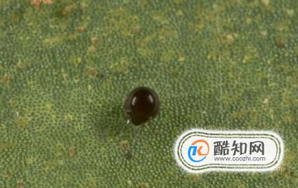 如何去除床上螨虫的办法