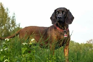 你所知道的猎犬有多少 跟着我一起来给猎犬排名吧