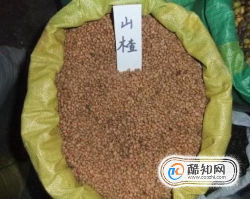 山楂种子怎么发芽
