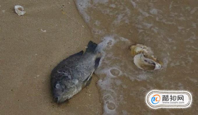 死鱼怎样保鲜保质