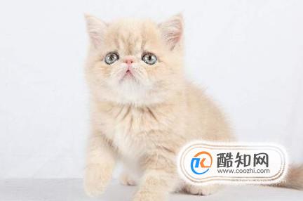 猫咪掉毛一块一块的，猫咪一块一块掉毛