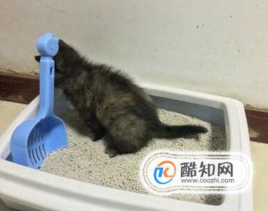 小猫拉不出屎怎么办