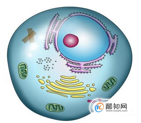 细胞中的细胞器有哪些？