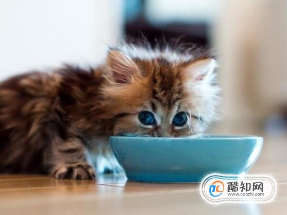 哪些东西对猫咪有害，猫咪不能吃什么东西（详）