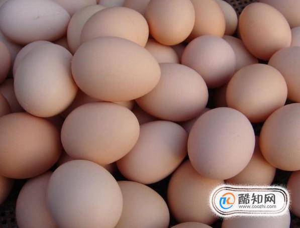 在家如何孵小鹅
