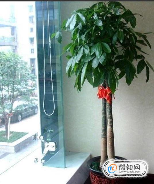 招财树摆放在哪里好