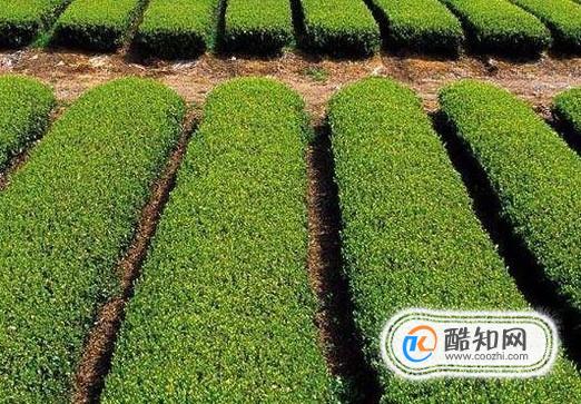 冷空气对农业有什么影响