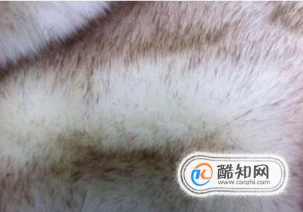 怎么鉴别狐狸毛~