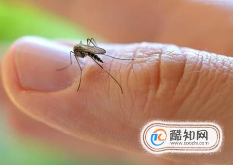 夏季如何避免蚊子的叮咬？