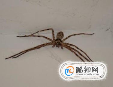怎么让房里没蜘蛛