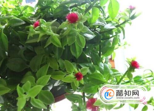牡丹吊兰不开花怎么办