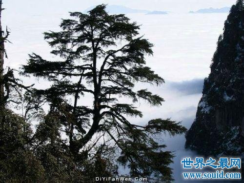 拥有世界杜鹃花王国称号的瓦屋山 你不想去看看吗