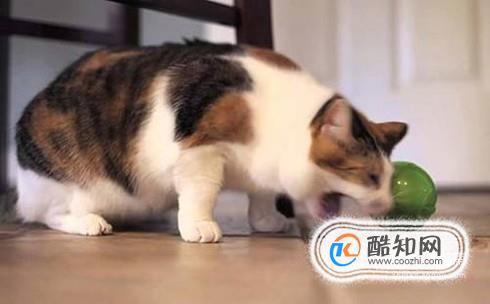 小猫吐了怎么办？