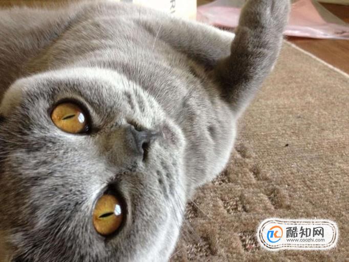 饲养英短蓝猫的方法