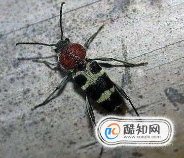 家里有天牛怎么办