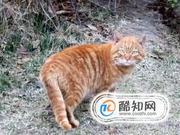 如何抓到一只小野猫