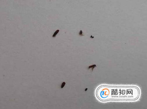 家里跳蚤怎么消灭，如何正确消灭跳蚤