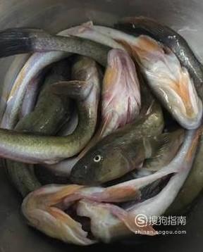 海鲶鱼的家常做法